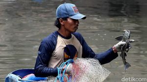 Serunya Menjaring Ikan Sapu-Sapu di Kali Anak Ciliwung