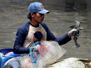 Serunya Menjaring Ikan Sapu-Sapu di Kali Anak Ciliwung Serunya Menjaring Ikan Sapu-Sapu di Kali Anak Ciliwung