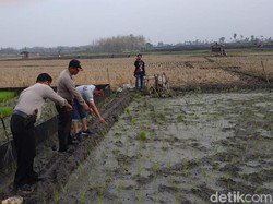 Tragis! Petani Ngawi Tewas Kesetrum Jebakan Tikus di Sawahnya Sendiri