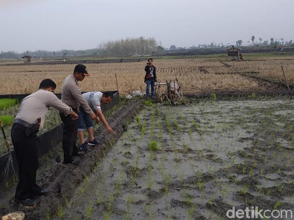 Tragis! Petani Ngawi Tewas Kesetrum Jebakan Tikus di Sawahnya Sendiri Tragis! Petani Ngawi Tewas Kesetrum Jebakan Tikus di Sawahnya Sendiri