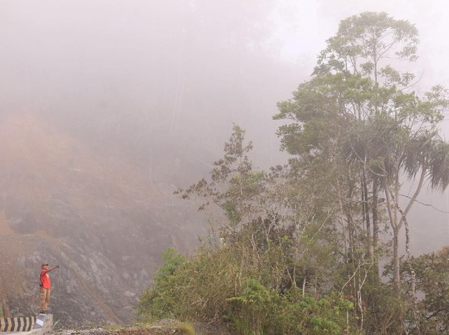 Hutan Leuser Aceh Terus Dirusak, Nasib Harimau di Ujung Tanduk Hutan Leuser Aceh Terus Dirusak, Nasib Harimau di Ujung Tanduk