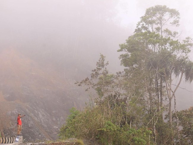 Hutan Leuser Aceh Terus Dirusak, Nasib Harimau di Ujung Tanduk