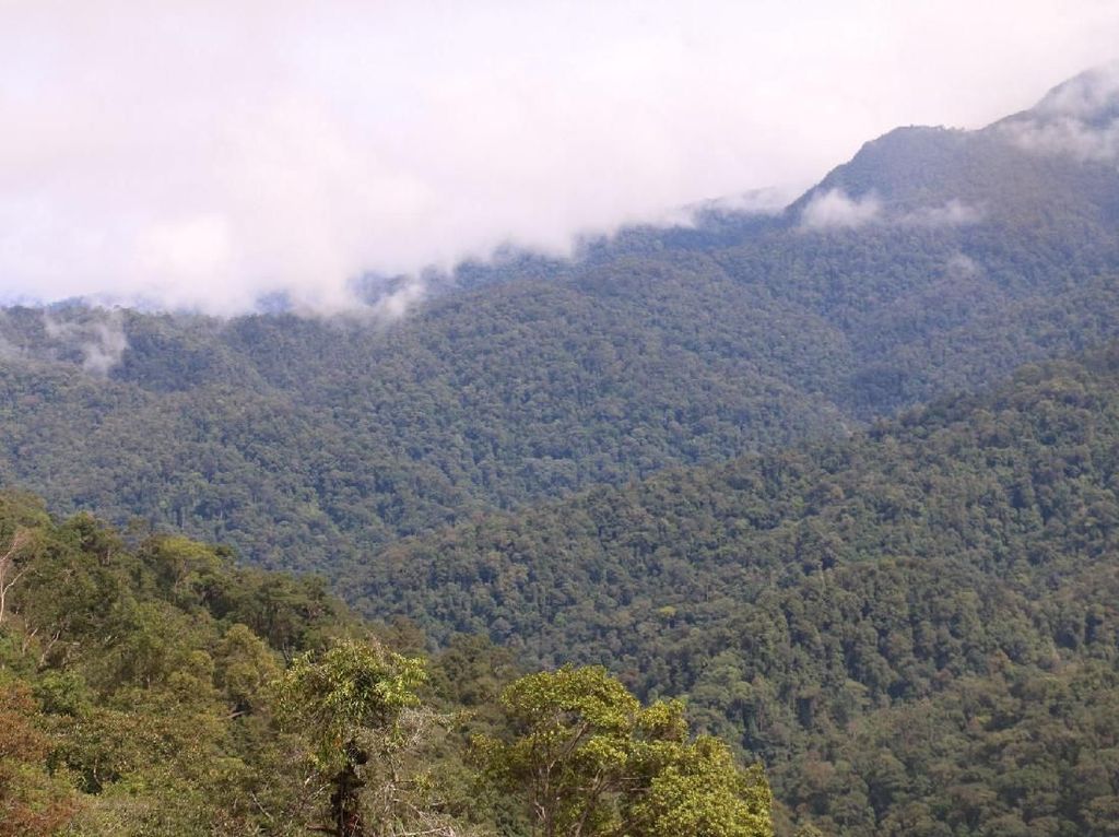 Menyusuri Indahnya Hutan Leuser Aceh yang Terus Dirusak Menyusuri Indahnya Hutan Leuser Aceh yang Terus Dirusak