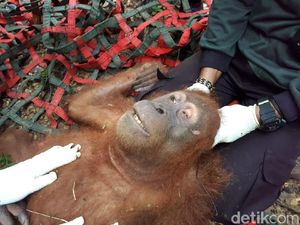 Orang Utan di Aceh Ditembak hingga Matanya Buta