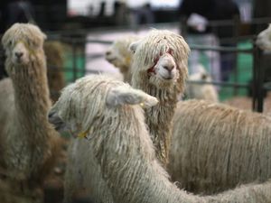 Cuma di Peru, Ada Alpaca Naik Taksi
