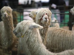 Cuma di Peru, Ada Alpaca Naik Taksi