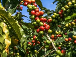 Aplikasi Anti Tengkulak Kelola Rp 1 M/Bulan untuk Sejahterakan Petani