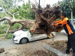 Pohon Flamboyan Besar Ini Tiba-tiba Tumbang Timpa Mobil di Solo