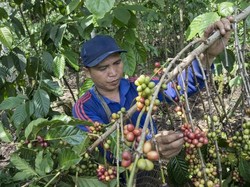 Yuk, Ikutan Festival Panen Kopi di Bener Meriah!