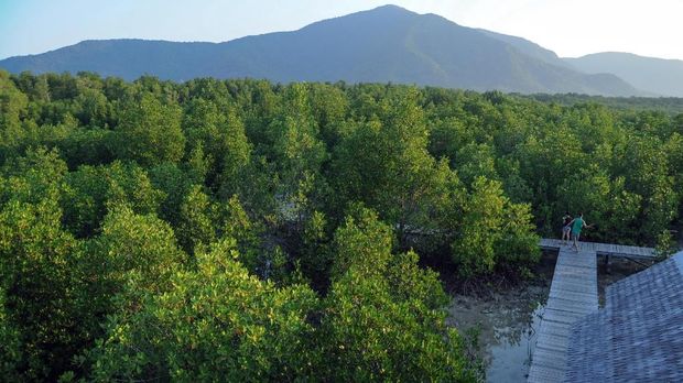 Kawasan Hutan Mangrove, Karimunjawa, Jepara, Jawa Tengah. ANTARA FOTO/Aji Styawan