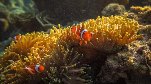 Sejumlah ikan badut (Amphiprioninae) berada di sekitar anemon (Actiniaria) yang hidup di terumbu karang di wilayah peraian konservasi Taman Nasional Karimunjawa (TNKJ), Jepara, Jawa Tengah. ANTARA FOTO/Aji Styawan