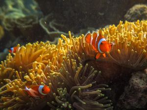 Ratusan Spesies Ikan Bisa Ganti Kelamin, Tapi Kini Aktivitas Manusia Merusaknya