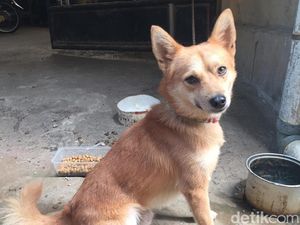 Si Kancil yang Tersisa dari Pembunuhan Satu Keluarga di Bekasi Si Kancil yang Tersisa dari Pembunuhan Satu Keluarga di Bekasi