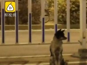 Anjing Ini Terus Menanti Majikan yang Telah Tiada Selama 80 Hari