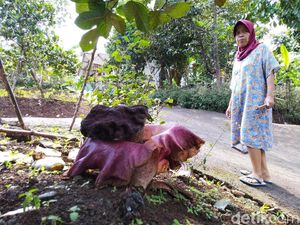 Hujan Datang, Bunga Bangkai Bermunculan di Ciamis