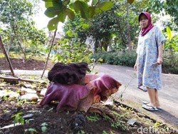 Hujan Datang, Bunga Bangkai Bermunculan di Ciamis