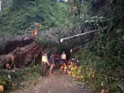 Pohon Tumbang, Akses Lumajang-Malang Sempat Tertutup Total