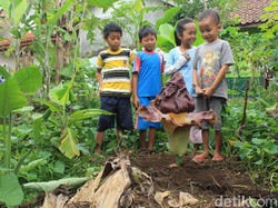 Cerita Bunga Bangkai di Ciamis yang Tak Pernah Muncul di Tempat Sama