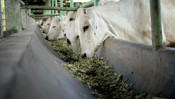 Berita dari Detik Finance: Main-main Harga Sapi Hidup Terbongkar, Pengawasan Lapangan Diperketat