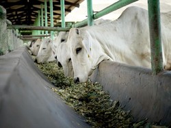 Tambah Populasi, Kementan Bagikan 1.225 Sapi Induk Impor ke Peternak