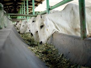 Daftar 6 Jenis Sapi Potong di Indonesia yang Biasa Jadi Hewan Kurban Daftar 6 Jenis Sapi Potong di Indonesia yang Biasa Jadi Hewan Kurban