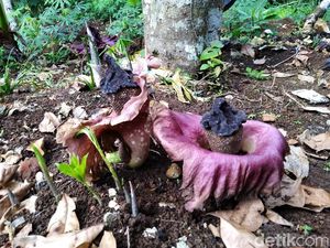 Penampakan Bunga Bangkai yang Bermunculan di Ciamis