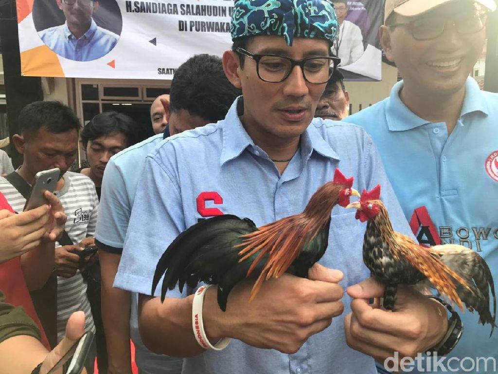 Sandiaga Pamer Ayam Owi-Owo: Bukan Diadu, Tapi Berpelukan Sandiaga Pamer Ayam Owi-Owo: Bukan Diadu, Tapi Berpelukan