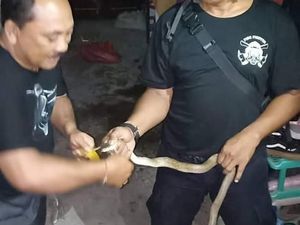 Hii... Ular Kobra Nyelonong Masuk Rumah Warga di Denpasar Hii... Ular Kobra Nyelonong Masuk Rumah Warga di Denpasar