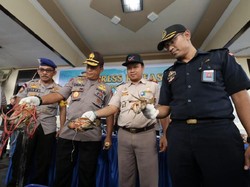 Penyelundupan 2.607 Ekor Kepiting Bakau ke Malaysia Digagalkan