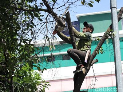 Cegah Tumbang, Petugas Pangkas Pohon Rindang