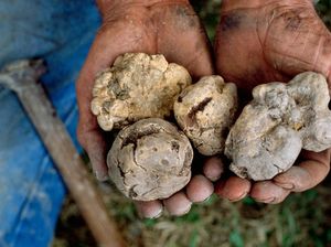 Lagi, Pria Hong Kong Beli Jamur Truffle Putih Rp 1,4 Miliar!