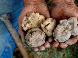 Lagi, Pria Hong Kong Beli Jamur Truffle Putih Rp 1,4 Miliar!