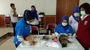 Foto: Proses Kebiri Ratusan Kucing di Jakarta