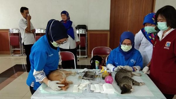 Foto: Proses Kebiri Ratusan Kucing di Jakarta