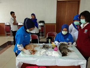 Foto: Proses Kebiri Ratusan Kucing di Jakarta Foto: Proses Kebiri Ratusan Kucing di Jakarta