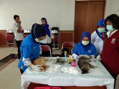 Foto: Proses Kebiri Ratusan Kucing di Jakarta