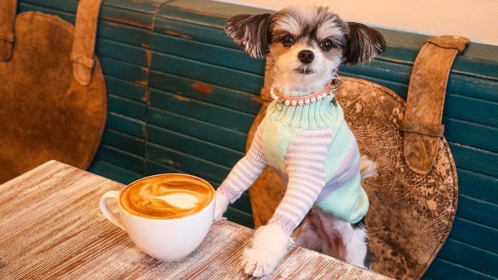 Gemas! Pose Tinkerbelle, Selebgram Anjing Imut yang Hobi Makan dan Ngemil Gemas! Pose Tinkerbelle, Selebgram Anjing Imut yang Hobi Makan dan Ngemil