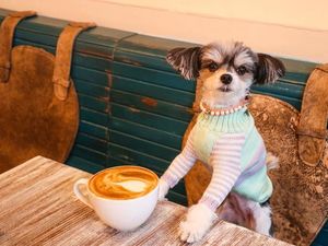 Gemas! Pose Tinkerbelle, Selebgram Anjing Imut yang Hobi Makan dan Ngemil Gemas! Pose Tinkerbelle, Selebgram Anjing Imut yang Hobi Makan dan Ngemil