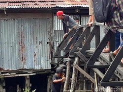 Belum Bisa Dievakuasi, Harimau Terjebak di Kolong Ruko Diberi Ayam