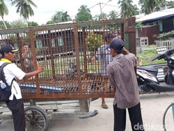 Tim BBKSDA Riau Tiba di Lokasi Harimau Terjebak di Kolong Ruko