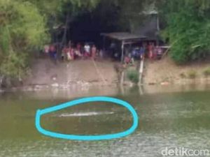 Video Buaya Muncul di Sungai Bengawan Solo
