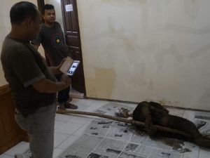 Beruang Madu Juga Terjerat Perangkap Babi di Pasaman