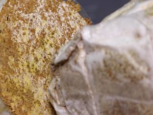 Mycotech di Bandung, Mengubah Jamur Menjadi Bahan Bangunan