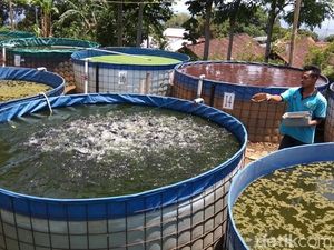 Kolam Lele Bundar Buatan Trimono, Solusi di Lahan Sempit Kolam Lele Bundar Buatan Trimono, Solusi di Lahan Sempit