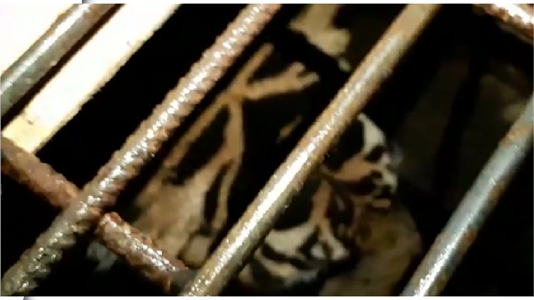 Detik-detik Mendebarkan Evakuasi Harimau Terjebak di Kolong Ruko