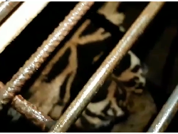 Gelap-gelapan Evakuasi Harimau yang Terjebak di Kolong Ruko