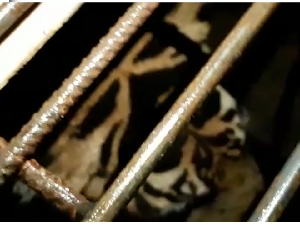 Gelap-gelapan Evakuasi Harimau yang Terjebak di Kolong Ruko Gelap-gelapan Evakuasi Harimau yang Terjebak di Kolong Ruko