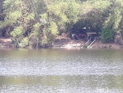 Ada Penampakan Buaya di Bengawan Solo, Ini Tindakan BKSDA