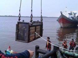 Harimau Terjebak di Kolong Ruko Beratnya 80 Kg