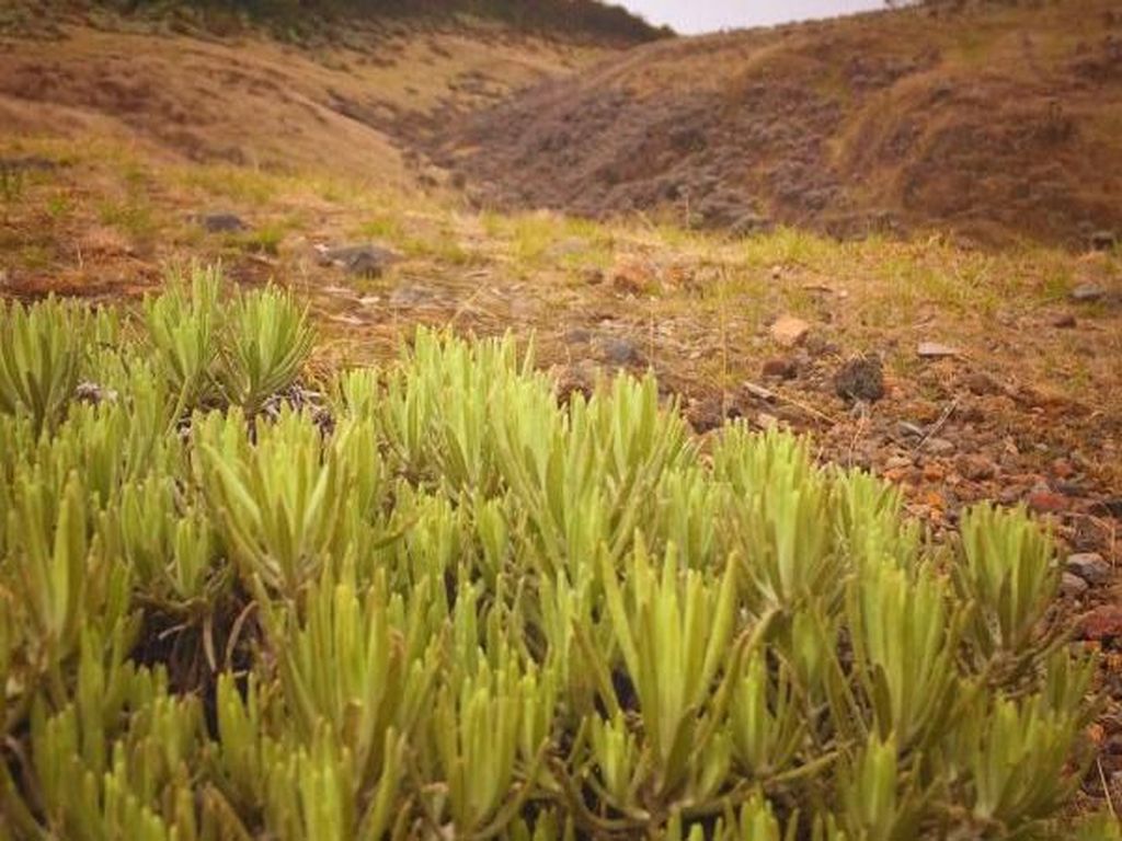 Penutupan Gunung Gede Pangrango Diperpanjang untuk Cegah Corona Penutupan Gunung Gede Pangrango Diperpanjang untuk Cegah Corona